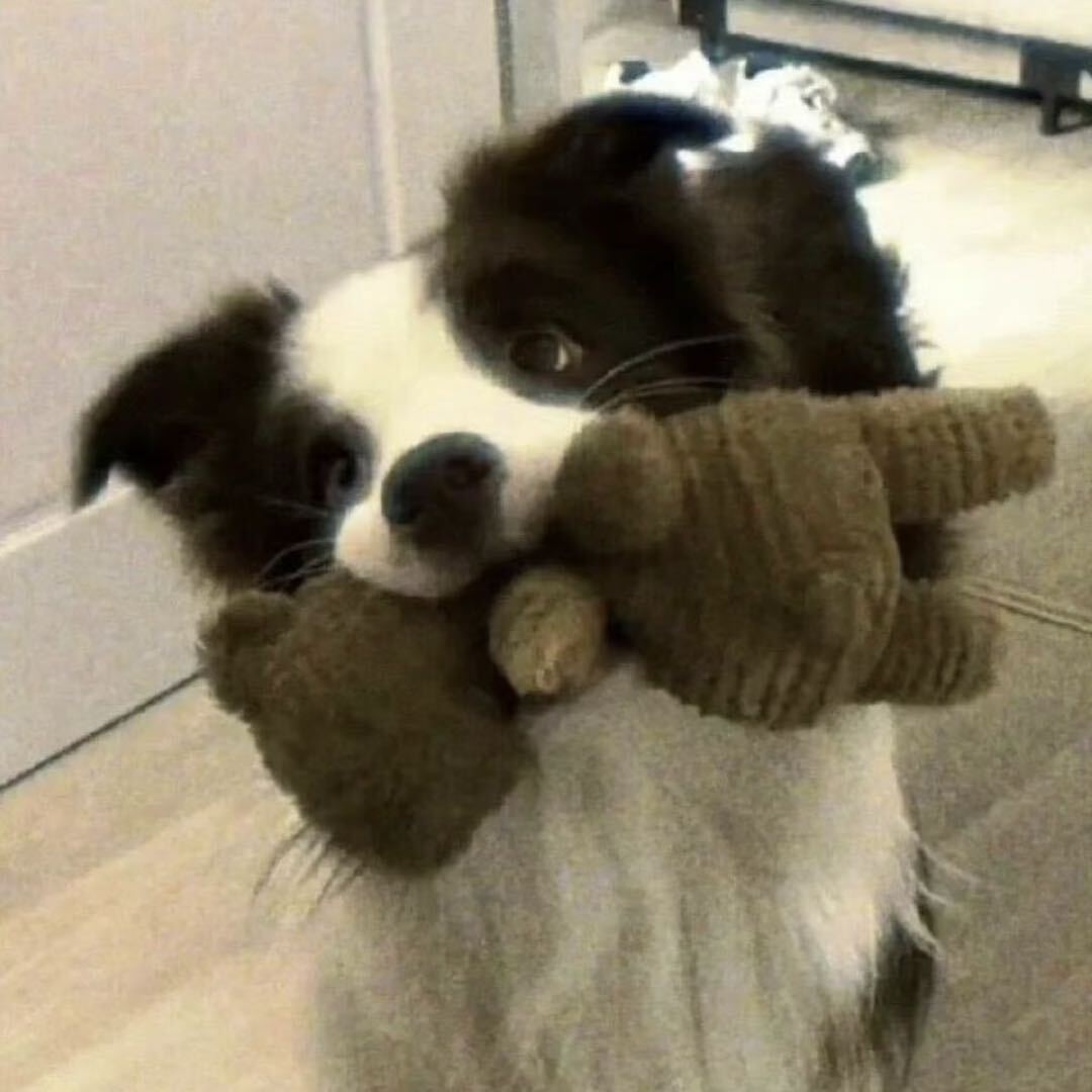 项目团队成员头像，年轻女性，穿白色衬衫，黑色短发，正面微笑，明亮自然光，简约背景